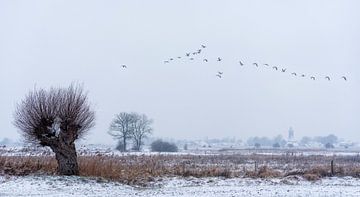 Zalk im Winter von Erik Veldkamp
