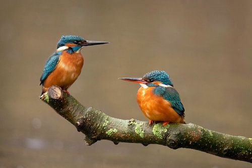 IJsvogel man en vrouw,  Alcedo atthis