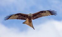 Rotmilan im Flug