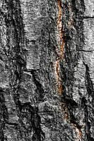 Résumé de Nature #13
