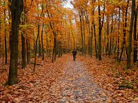 Der einsame Radfahrer im Herbst