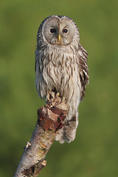 Oeraluil (Strix uralensis) van Ronald Pol