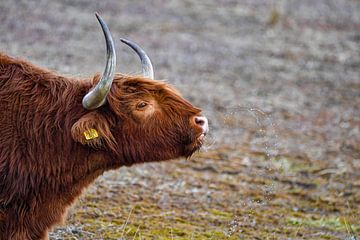 Hooglander morst van Shirley Douwstra