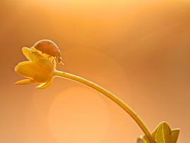 When the night falls  by Lieuwkje Vlasma