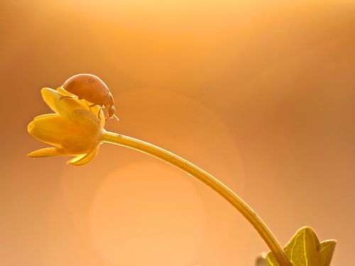 When the night falls 