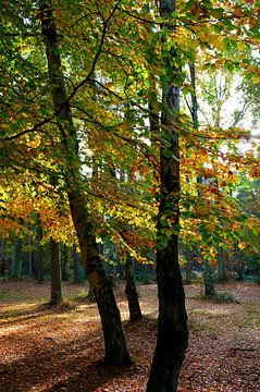 Forêt d'automne sur Ostsee Bilder