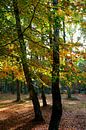 Autumn forest by Ostsee Bilder thumbnail