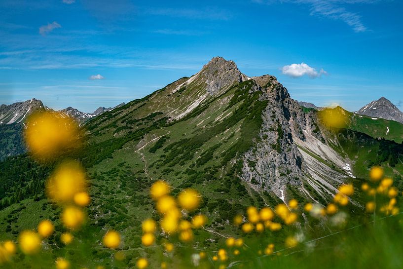 Troll flower meadow above the Tannheimer mountains by Leo Schindzielorz