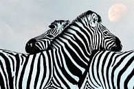 Liefde is ……Zebra in Maanlicht van Caroline Drijber thumbnail