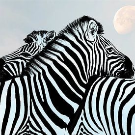 Zebra in Maanlicht van Caroline Drijber