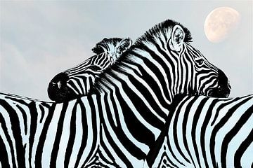 Liefde is ……Zebra in Maanlicht van Caroline Drijber