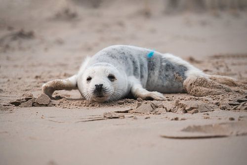 Grey seal pup on beach in Texel