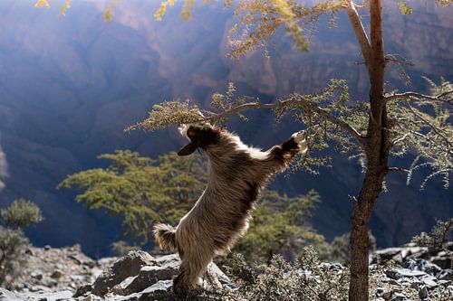 Elegant goat's lunch