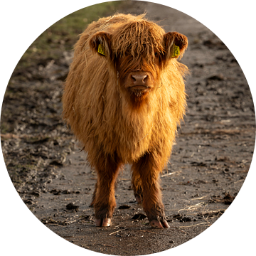 Schotse hooglander kalf grappig van KB Design & Photography (Karen Brouwer)