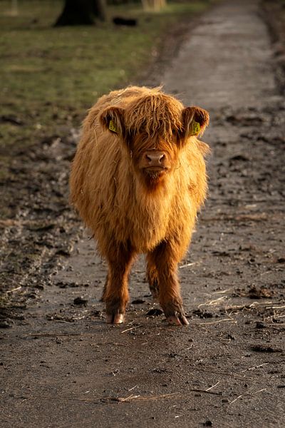 Schottisches Highlander-Kalb lustig von KB Design & Photography (Karen Brouwer)