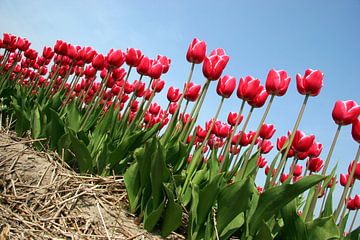 Hollandse tulpen van Dennis Claessens