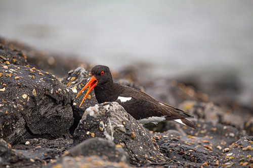 Scholekster op zoek naar eten aan de Oosterschelde