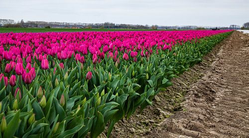 mooi tulpen veld