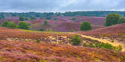 Panorama van de bloeiende heide op de Posbank, nabij Rheden en Arnhem van Henk Meijer Fotografie