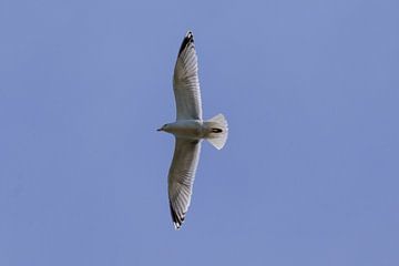 Overvliegende zeemeeuw tegen een heldere blauwe lucht van Photo Henk van Dijk