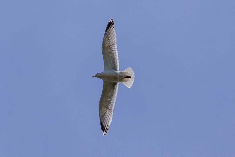 Fliegende Möwe gegen einen klaren blauen Himmel von Photo Henk van Dijk
