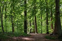 Schaduwen in het bos