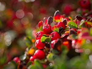 Beeren