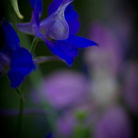 Blauwe bloem van Herwin van Rijn