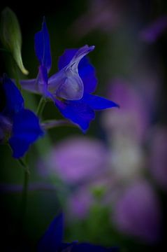 Blauwe bloem van Herwin van Rijn
