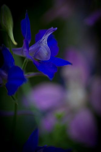 Blaue Blume