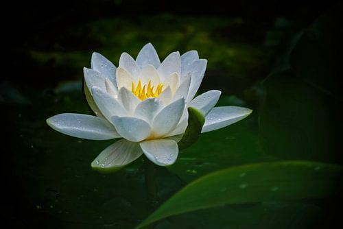 Graceful water lily