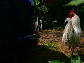 Hahn trifft Auto von Marcella van Tol