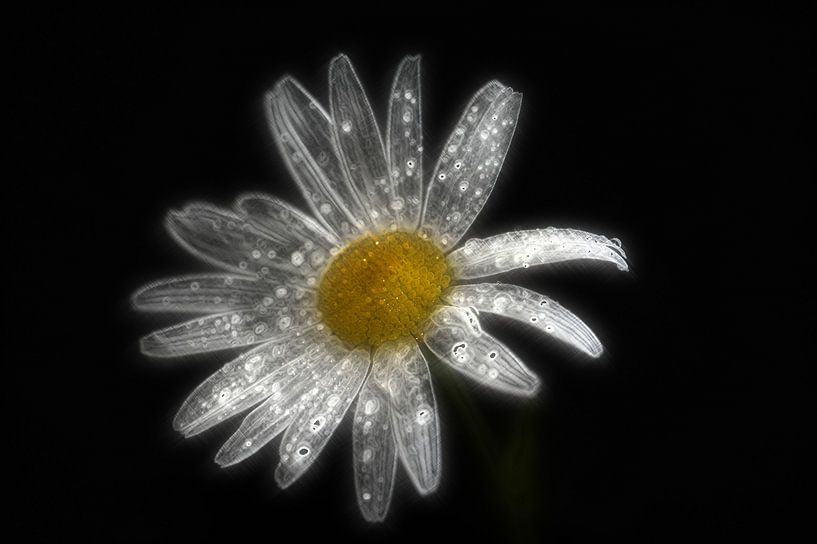 Kamillenschönheit par Edgar Schermaul