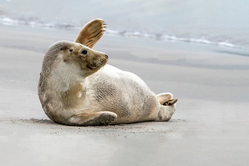 Waving seal on the beach. by Albert Beukhof