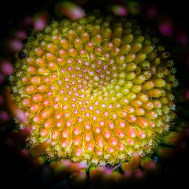 Das Herz der Gerbera von Jefra Creations