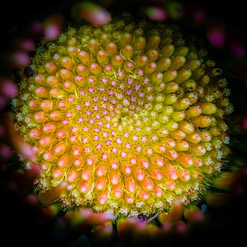 The heart of the Gerbera by Jefra Creations