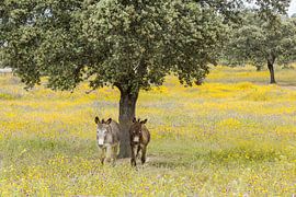 Wilde ezels in bloemen landschap!
