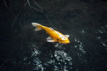 Goldener Koi-Karpfen in ruhigem schwarzem Wasser