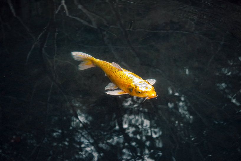 Goldener Koi-Karpfen in ruhigem schwarzem Wasser von Stella Ammerlaan