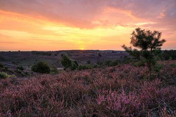 Heidevelden Posbank bij zonsopkomst van FotoBob