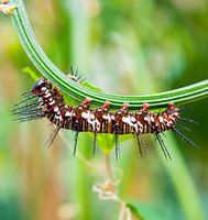 Rups macro