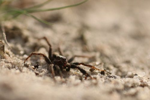 Wolfsspin in het zand