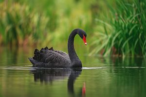Schwarzschwan (Cygnus atratus)