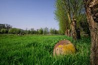 Badewanne auf einem Feld im Frühling von Mickéle Godderis Miniaturansicht