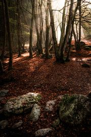 De bossen van de Belgische Ardennen van Bart cocquart