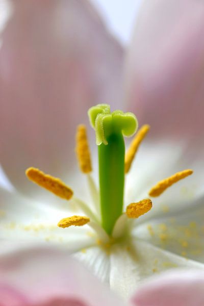Tulip by Thomas Jäger