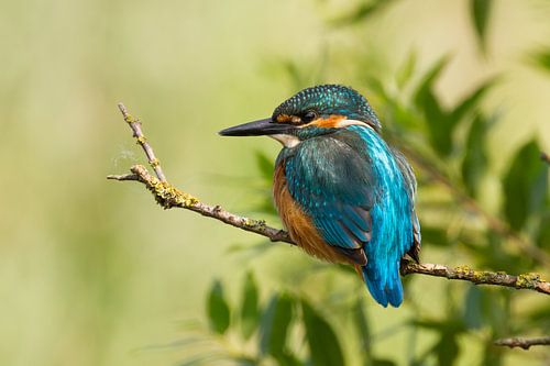 Kingfisher on a branch.