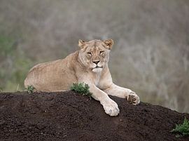 Löwe in der Morgensonne von Katinka Mann