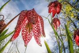 Wild snake's head fritillary by Maarten Trybou