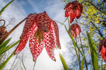Wilde Kiebitzblume